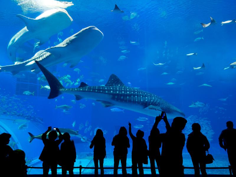 2.Stanley Park boasts Canada’s largest aquarium